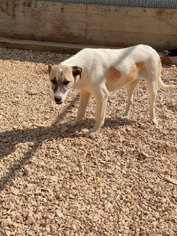 Astra - Nato/a il: Agosto 2025 Razza: Meticcio simil lupoide Taglia: Media Peso: da adulta 20-23 kg Carattere: Dolce, buona Foto 7